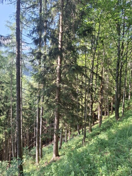 20 ha Forst mit top Holzbonitäten