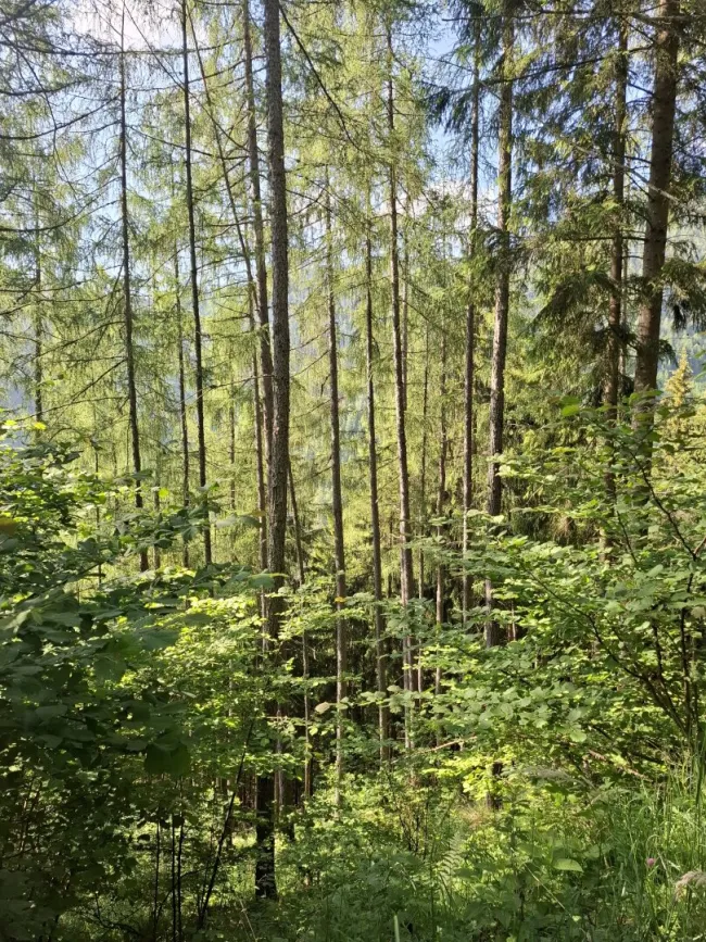 20 ha Forst mit top Holzbonitäten - Titelbild
