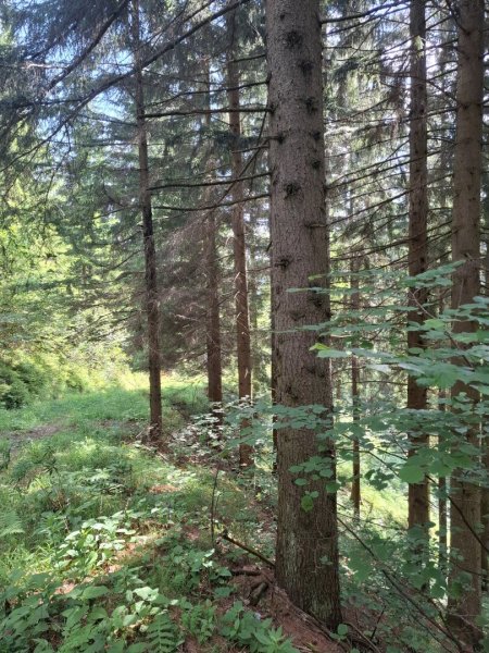 20 ha Forst mit top Holzbonitäten