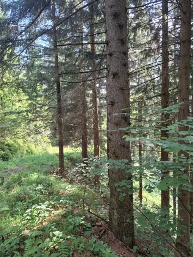 20 ha Forst mit top Holzbonitäten - Bild