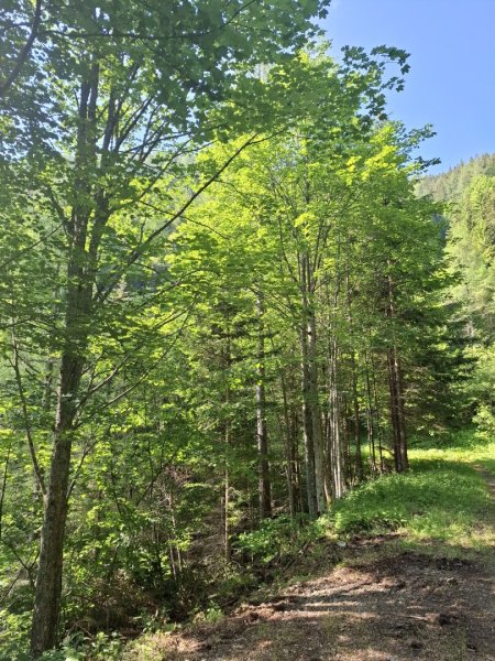 13 ha Wald als Wertanlage