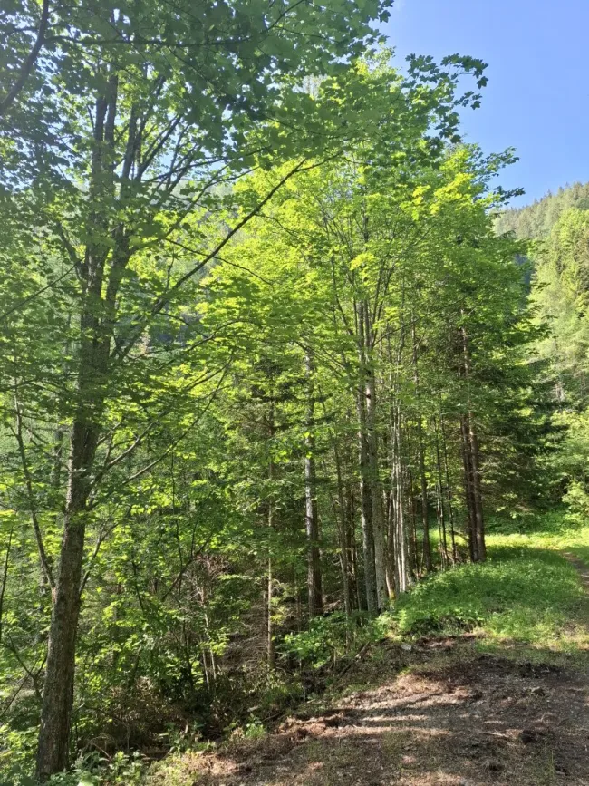13 ha Wald als Wertanlage - Bild
