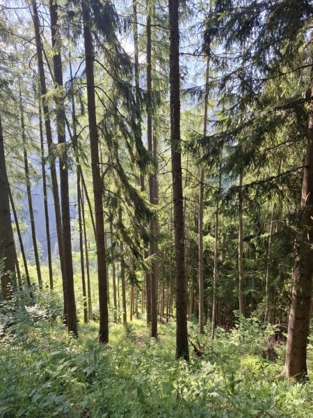 13 ha Wald als Wertanlage
