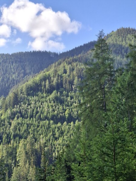 13 ha Wald als Wertanlage
