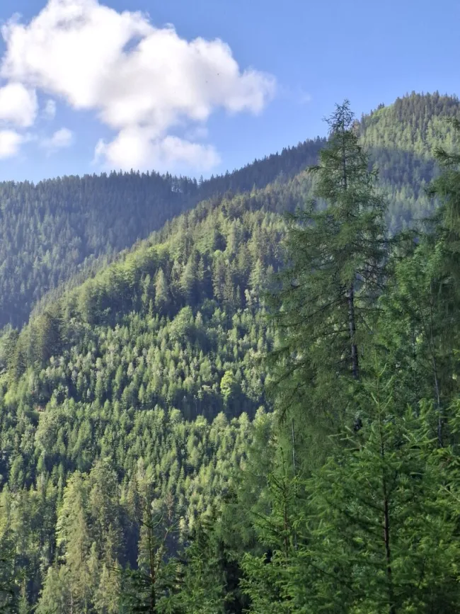 13 ha Wald als Wertanlage - Titelbild