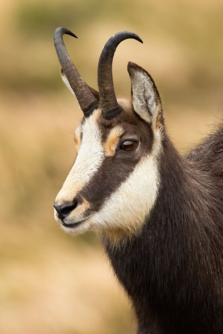 170 ha Eigenjagd mit hochwertigem Wirtschaftswald