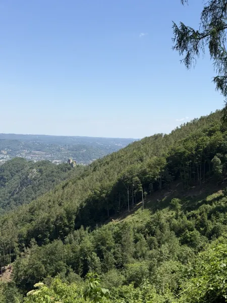 170 ha Eigenjagd mit hochwertigem Wirtschaftswald