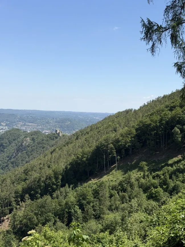 170 ha Eigenjagd mit hochwertigem Wirtschaftswald - Bild