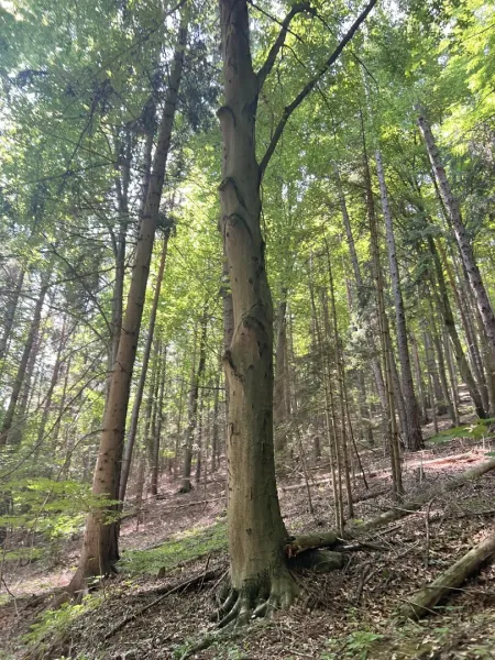 Waldansicht