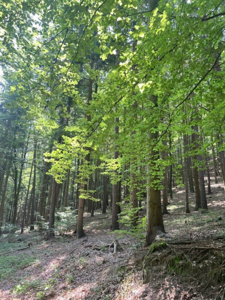 Burgruine in Stadtnähe – Investment mit außergewöhnlichem Potenzial