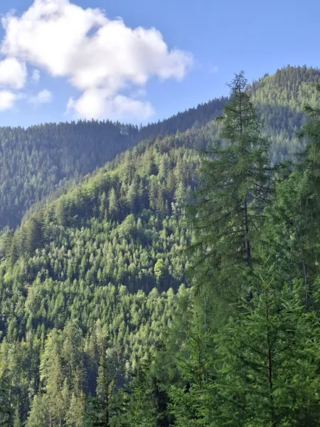 32 ha Forst mit Fischteich und Hütte