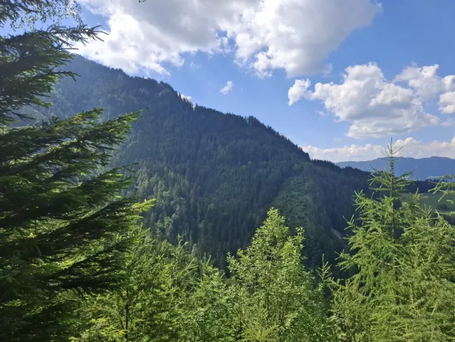 33 ha Naturidylle – Waldbesitz mit Fischteich und Hütte - Bild
