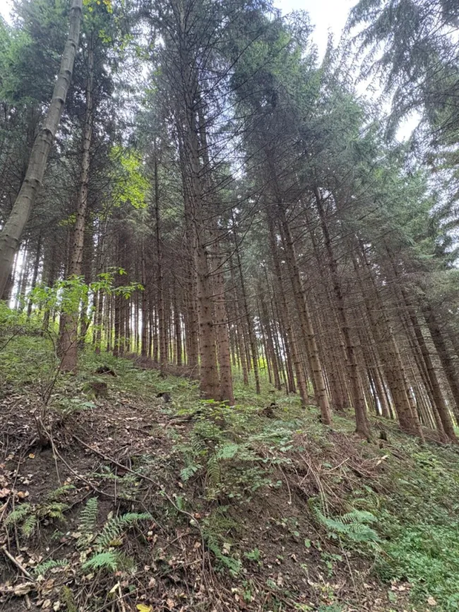 8 ha Landw. Flächen in Knittelfeld - Bild