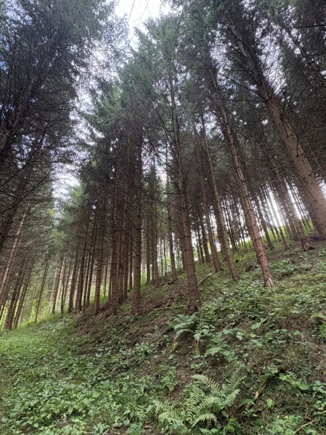 8 ha Landw. Flächen in Knittelfeld - Bild