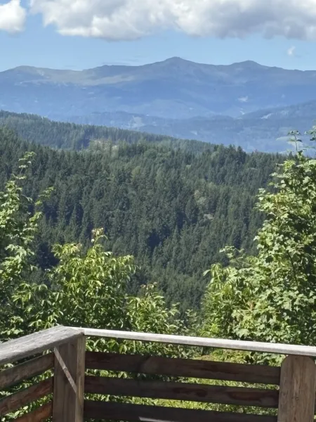 Panoramablick in den Waldbereich
