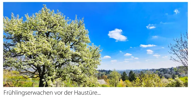 Spazieren in den Weinbergen