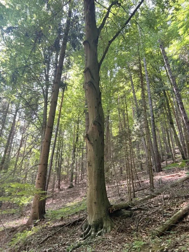 Waldansicht