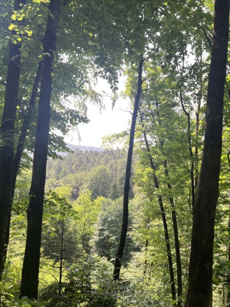 150 ha Eigenjagd in der Steiermark