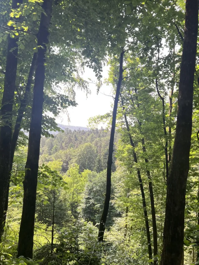 150 ha Eigenjagd in der Steiermark - Titelbild