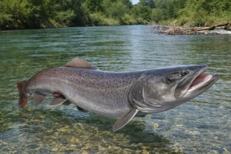 5,7 km Fliegen - Fischwasser Kärnten