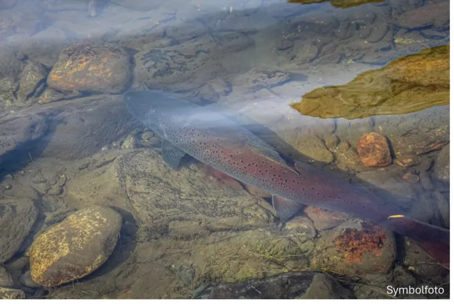5,7 km Fliegen - Fischwasser Kärnten - Bild