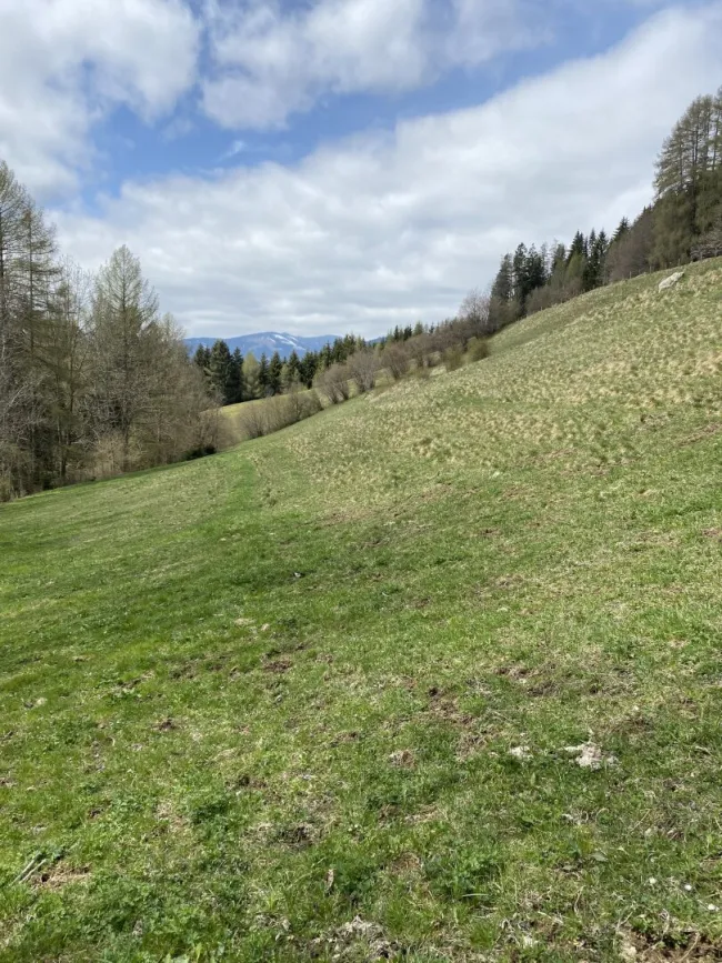 Ansicht Wiese / Weide im Frühjahr 22. März