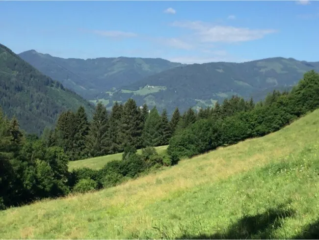 Ansicht Wiese / Weide