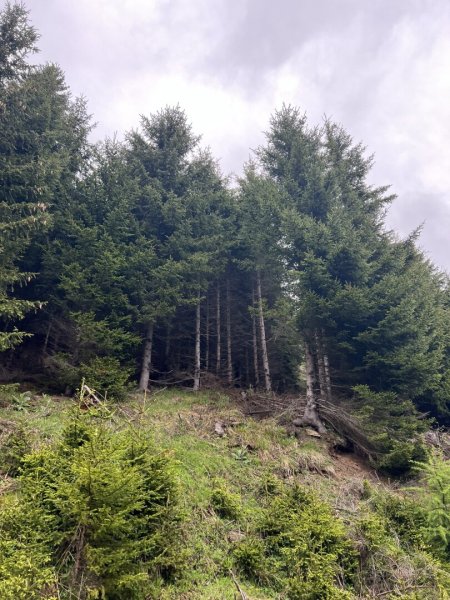 Ansicht Jungwald