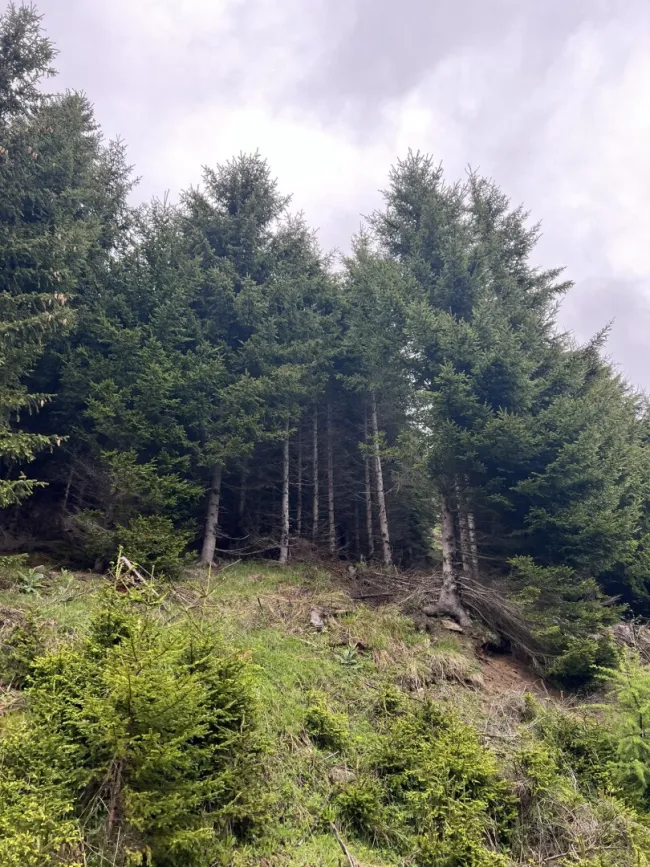 20 ha Wald St. Peter am Kammersberg I Murau - Bild