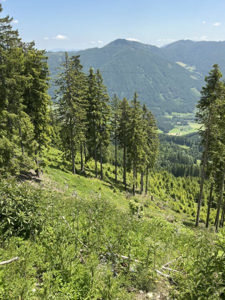 20 ha Wald St. Peter am Kammersberg I Murau