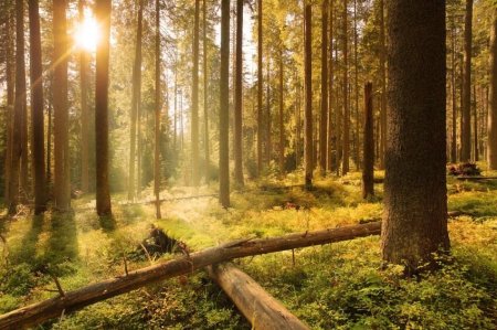 390 ha Waldbesitz mit 460 ha Jagdfläche