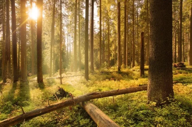390 ha Waldbesitz mit 460 ha Jagdfläche - Titelbild