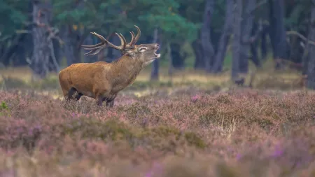 460 ha Jagd auf 390 ha Eigenfläche
