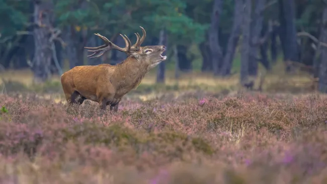390 ha Waldbesitz mit 460 ha Jagdfläche - Bild