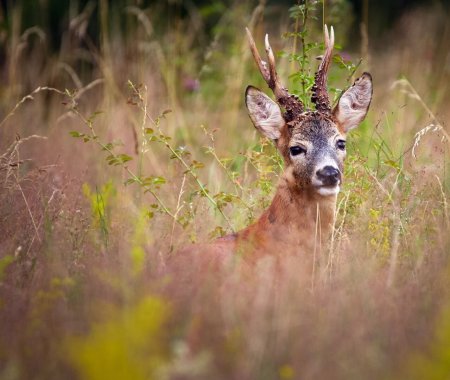 Eigenjagd in Kärnten kaufen!