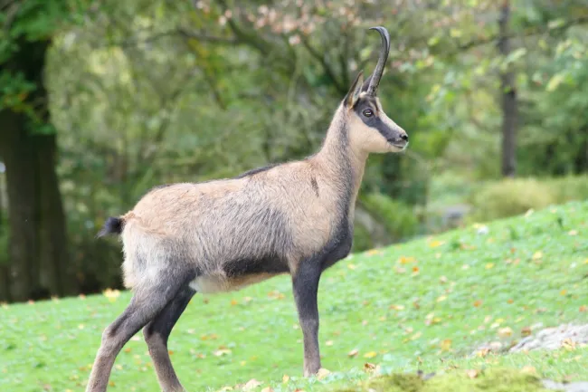 Eigenjagd in Kärnten kaufen! - Bild