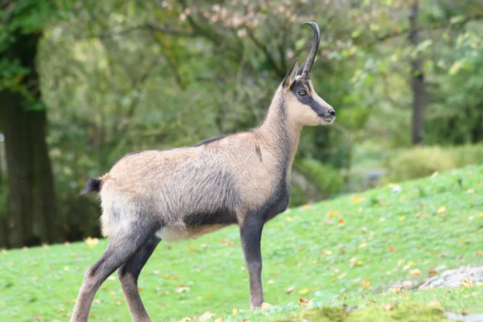 Eigenjagd in Kärnten kaufen! - Bild