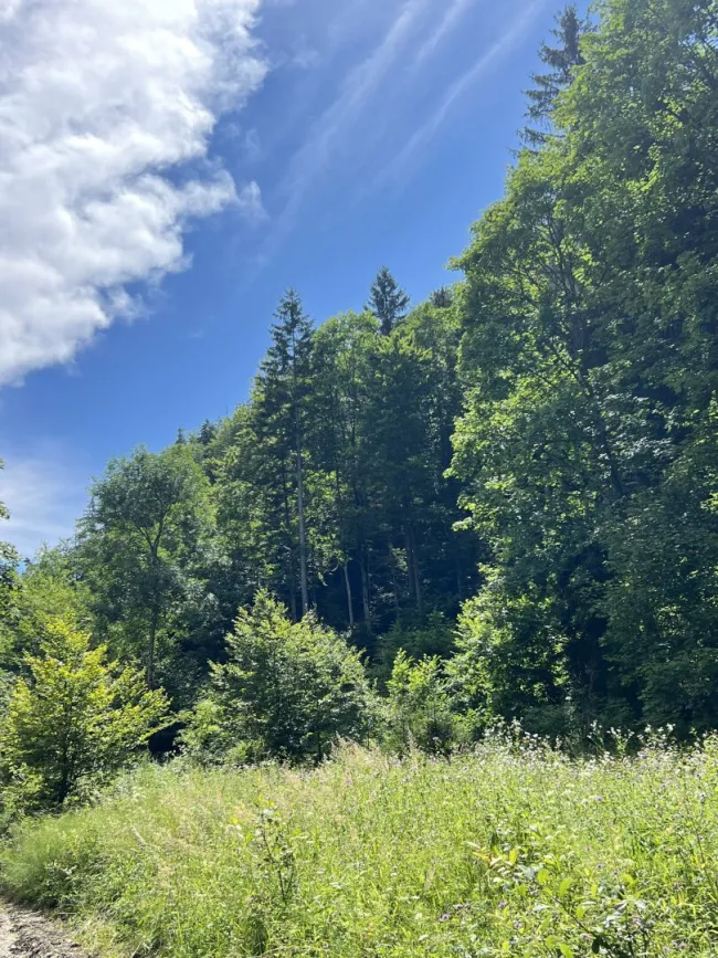 Ansicht