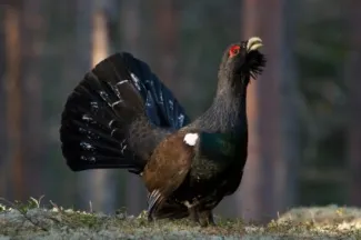 Wald / Forstbesitz / Eigenjagd verkaufen? - Bild