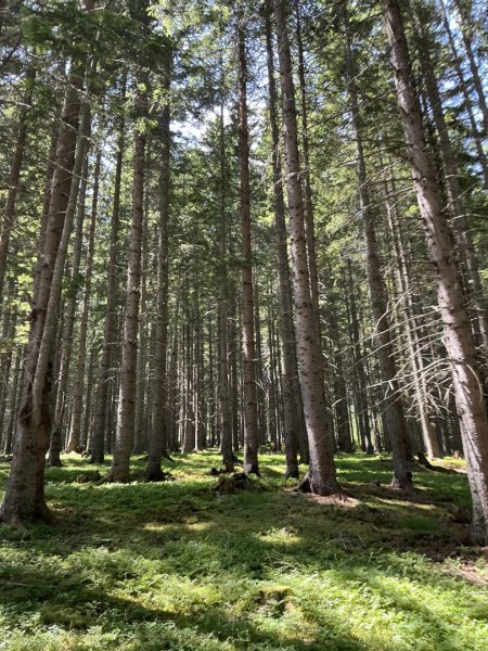 Wald / Forstbesitz / Eigenjagd verkaufen?