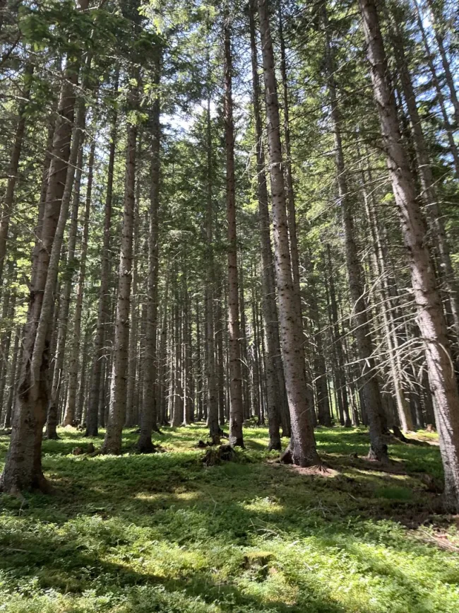 Wald / Forstbesitz / Eigenjagd verkaufen? - Titelbild