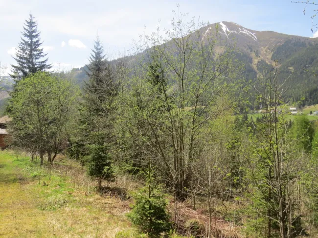 1123 m² allgemeines Wohngebiet in Hohentauern mit Baumbestand - Titelbild