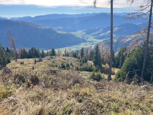 8,7 ha Wald mit Hüttenplatzmöglichkeit - Bild