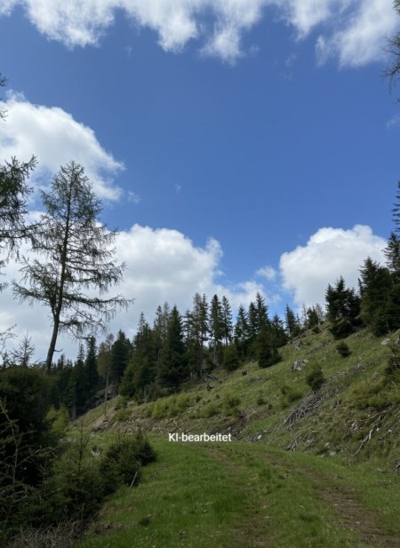 8,7 ha Wald mit Hüttenplatzmöglichkeit