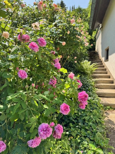 Haus mit Garten