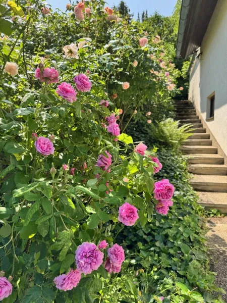 Haus mit Garten