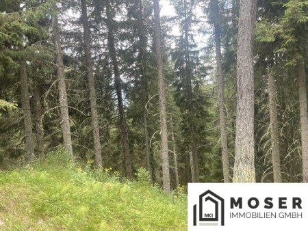 Lassnitz-Murau +++ 3,2 ha sehr gut bestockter Wirtschaftswald - ideal für Anleger - zu verkaufen +++
