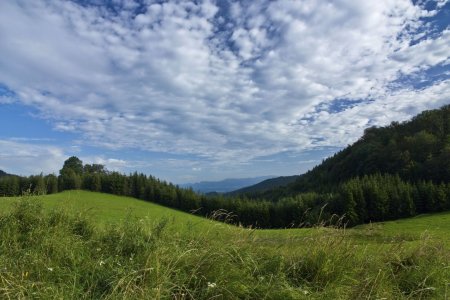 2 ha Wiesengrund mit Baufläche