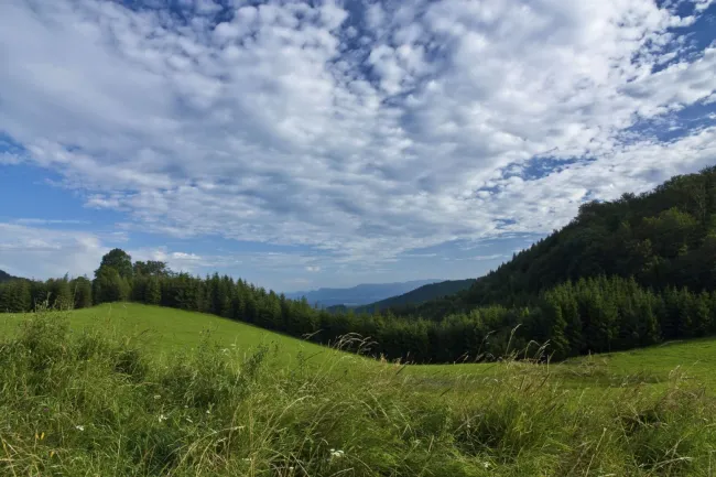 2 ha Wiesengrund mit Baufläche - Titelbild