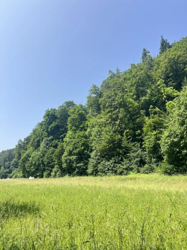 Grünland mit Perspektive in Graz! - Bild